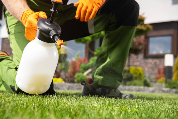 Best Bird Control  in Island Walk, FL