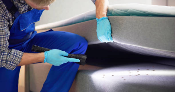 Best Pest Control Near Me in Island Walk, FL