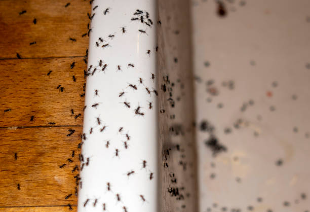 Best Termite Control Services  in Island Walk, FL