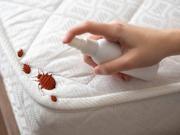  Island Walk, FL Pest Control Pros