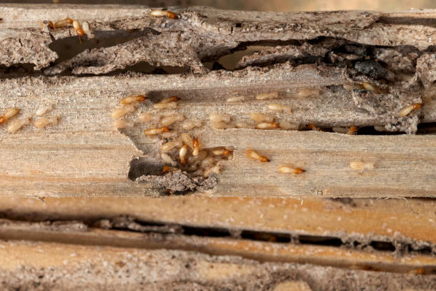 Best Best Pest Control Companies  in Island Walk, FL